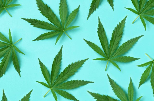 Invertir en la planta de cannabis